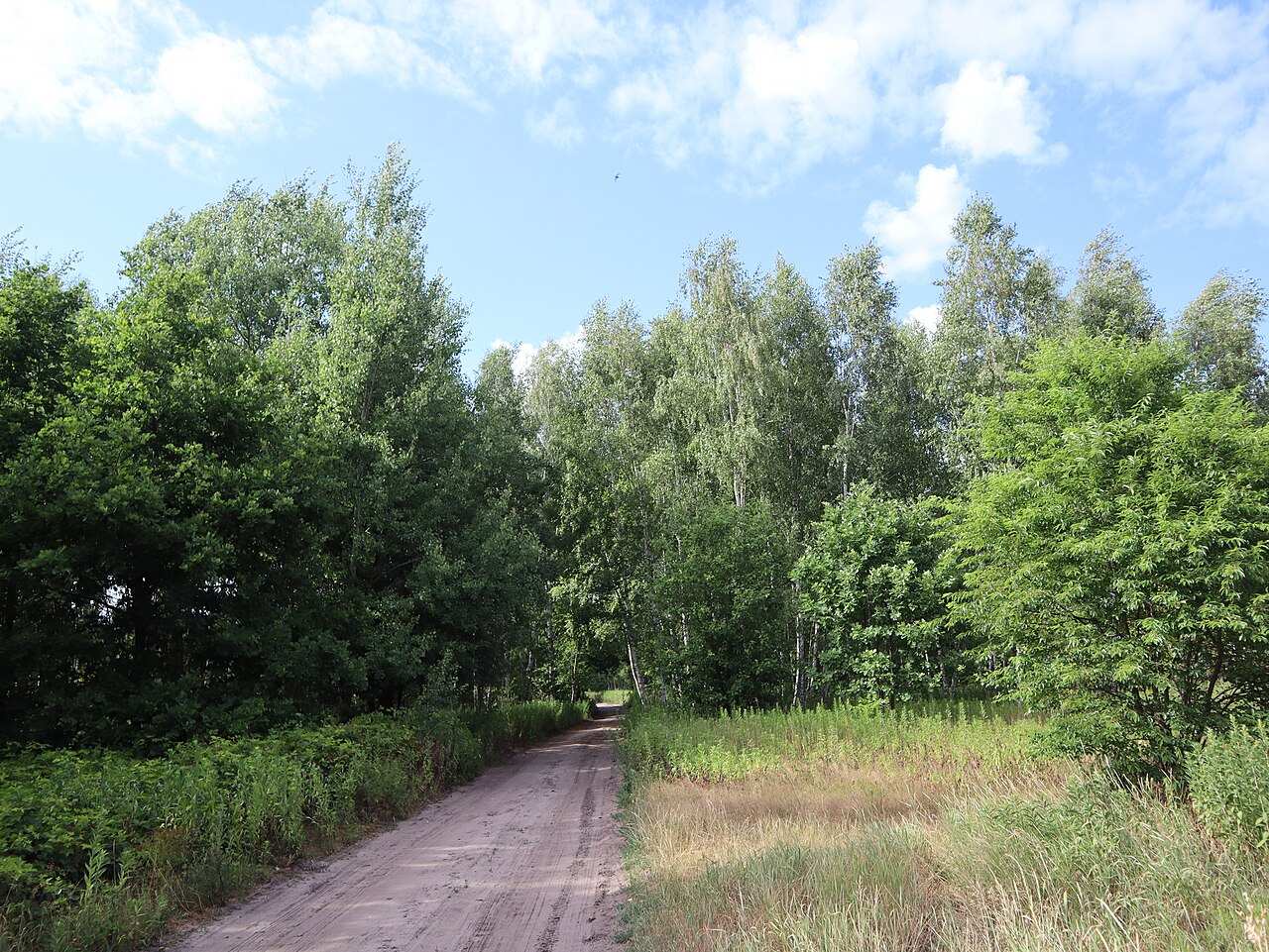 Forest road in the Bialoleka district of Warsaw