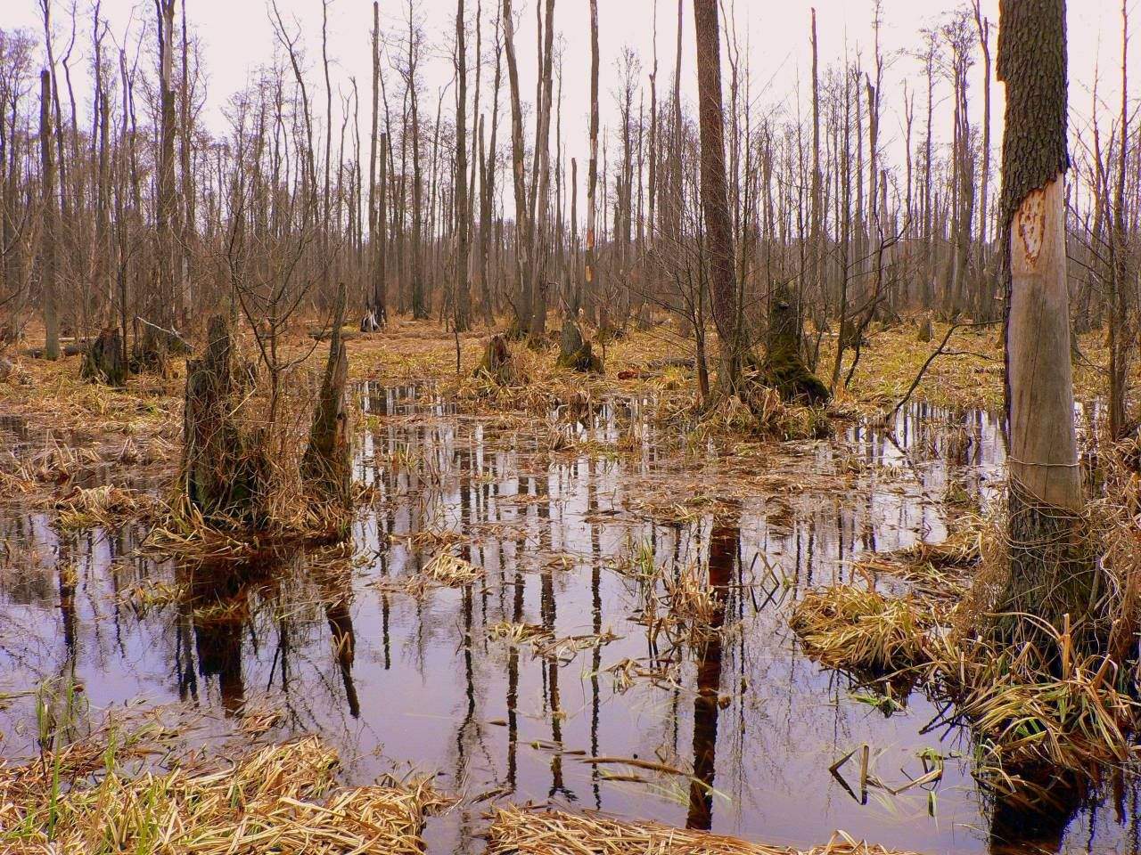 Forest in Kampinos National Park near Warsaw