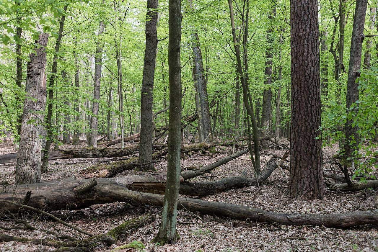 A path through Kabaty Woods in Warsaw