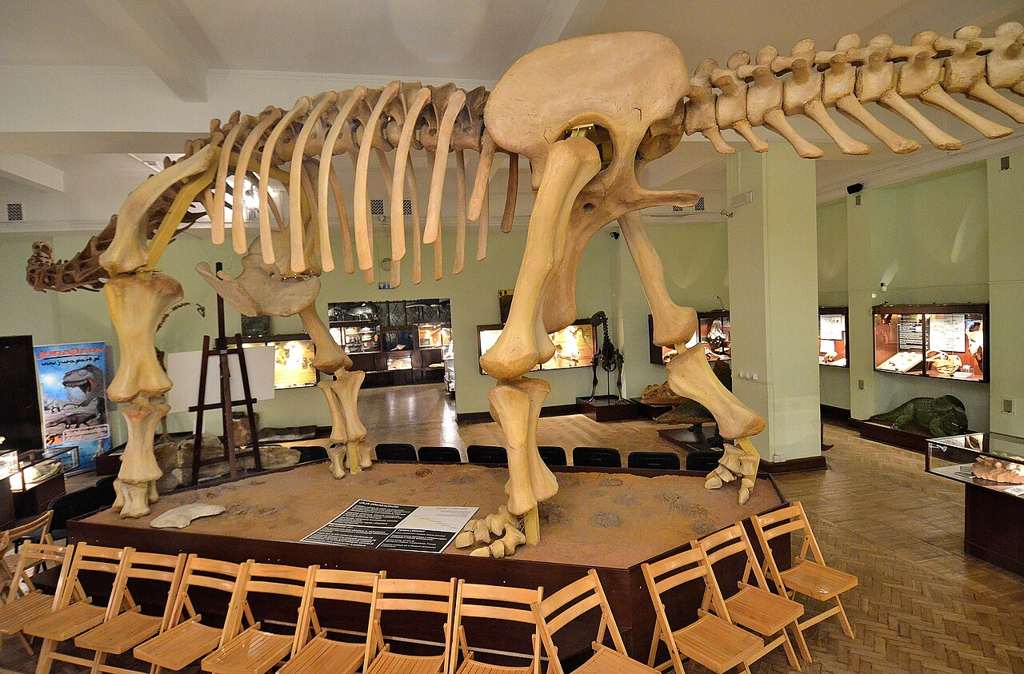 The Opisthocoelicaudia dinosaur skeleton at the Museum of Evolution in Warsaw