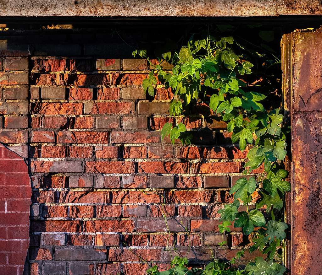 A former factory wall overgrown with hops in Ursus, Warsaw