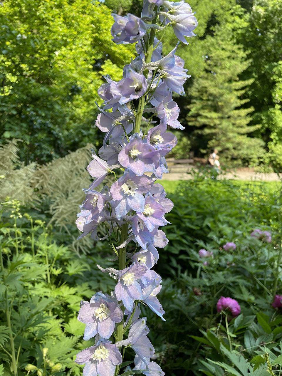 Flower in bloom at the University of Warsaw Botanical Garden