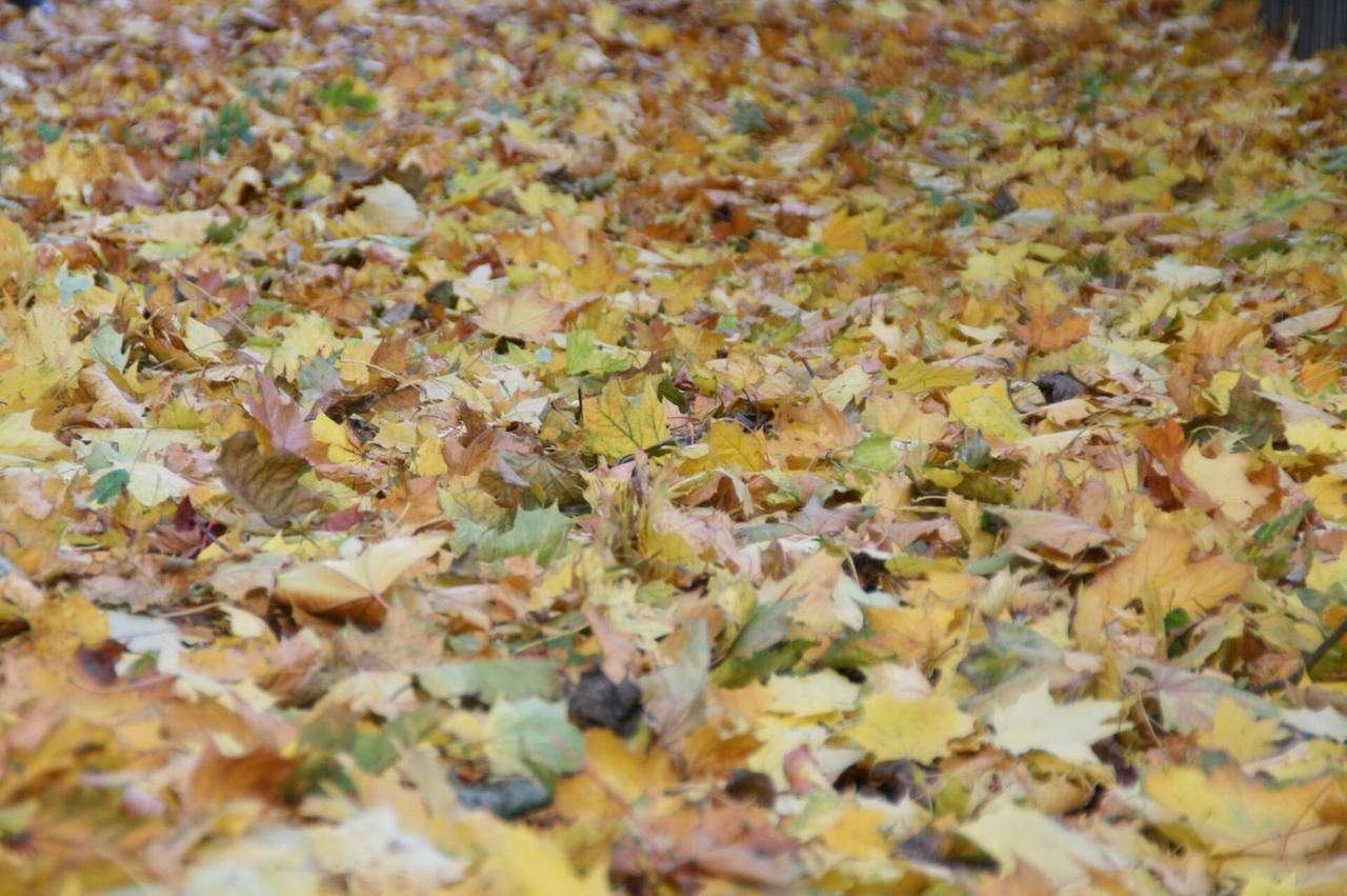 Autumn foliage in a Warsaw park near Ujazdow