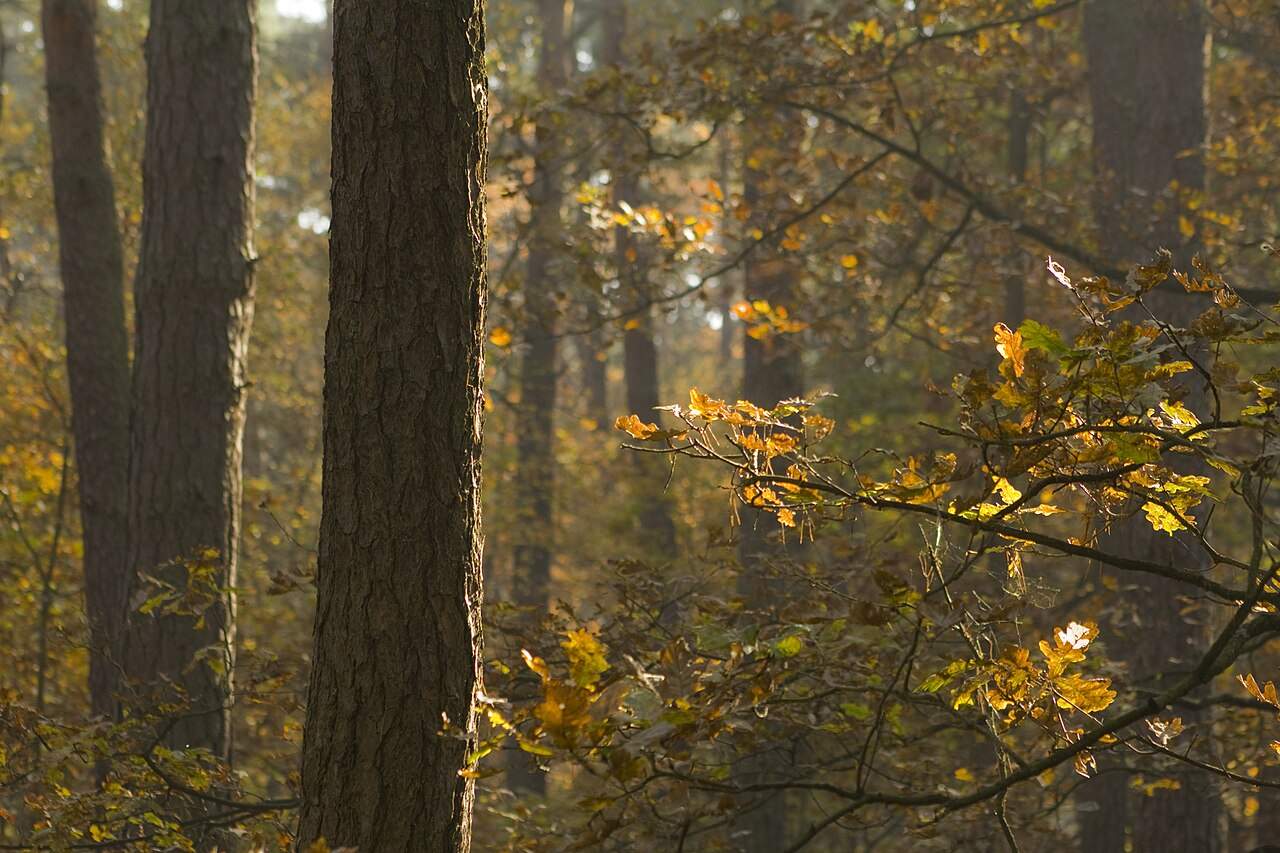 Tall pines in the Kampinos Forest near Warsaw