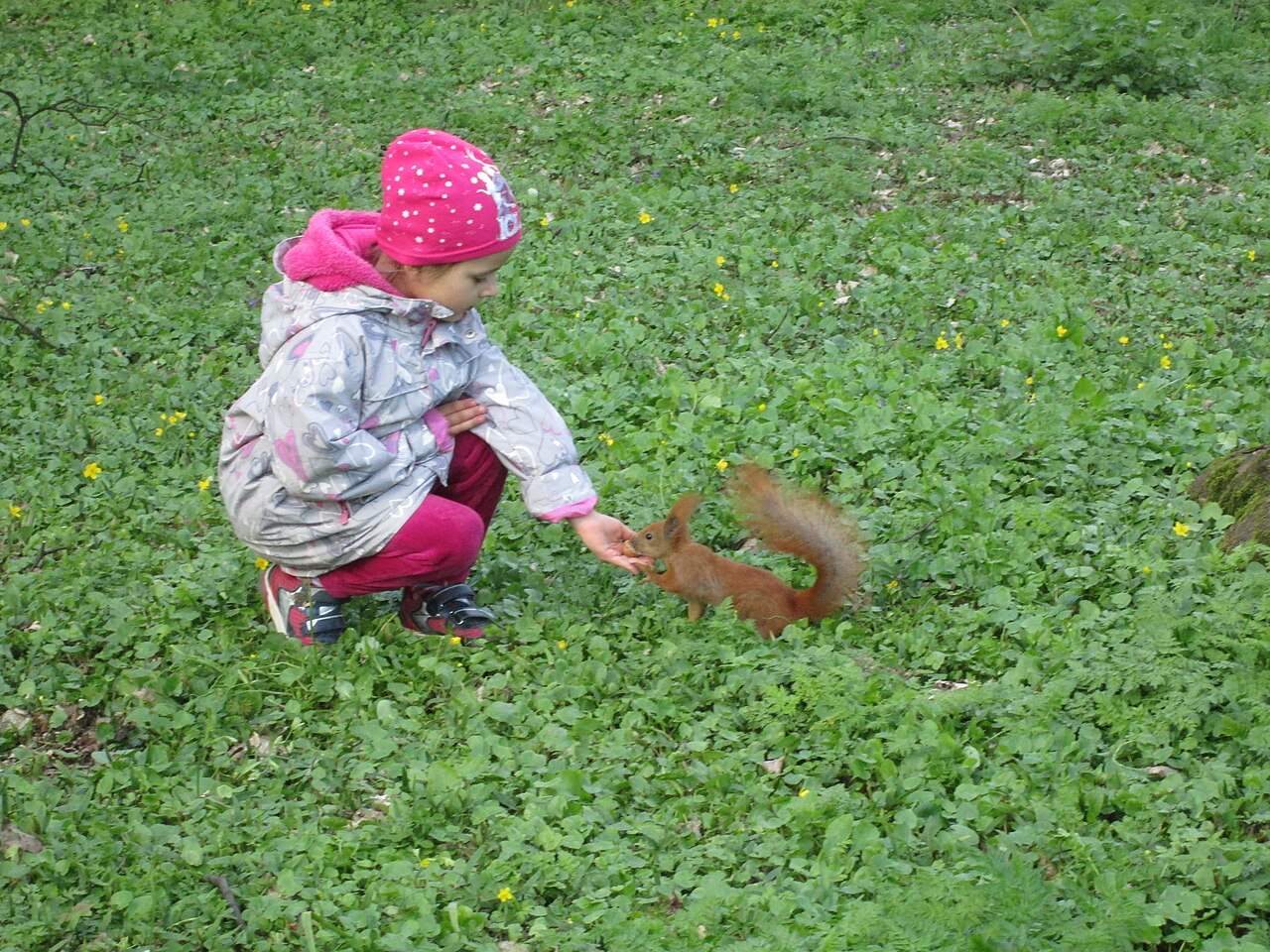 Child feeding a red squirrel in Lazienki Park in Warsaw