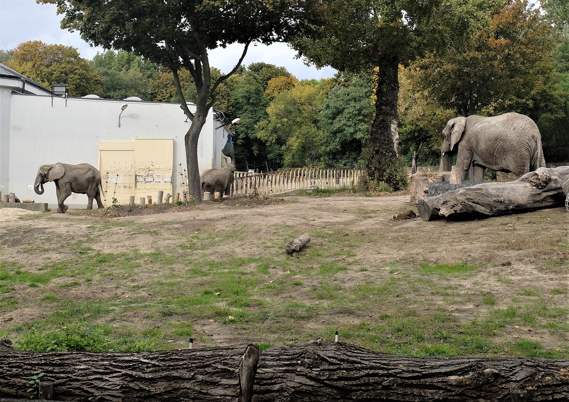 Elephants at the Warsaw Zoo
